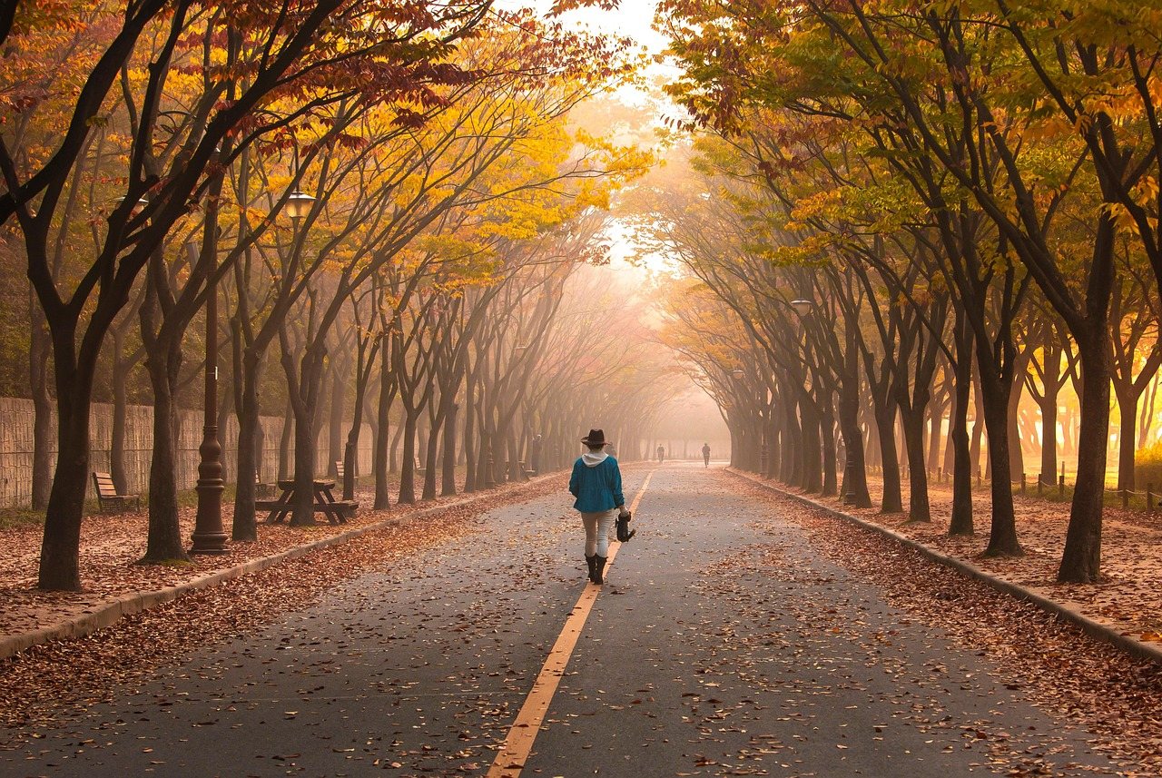 Person walking a sunlit tree-lined path